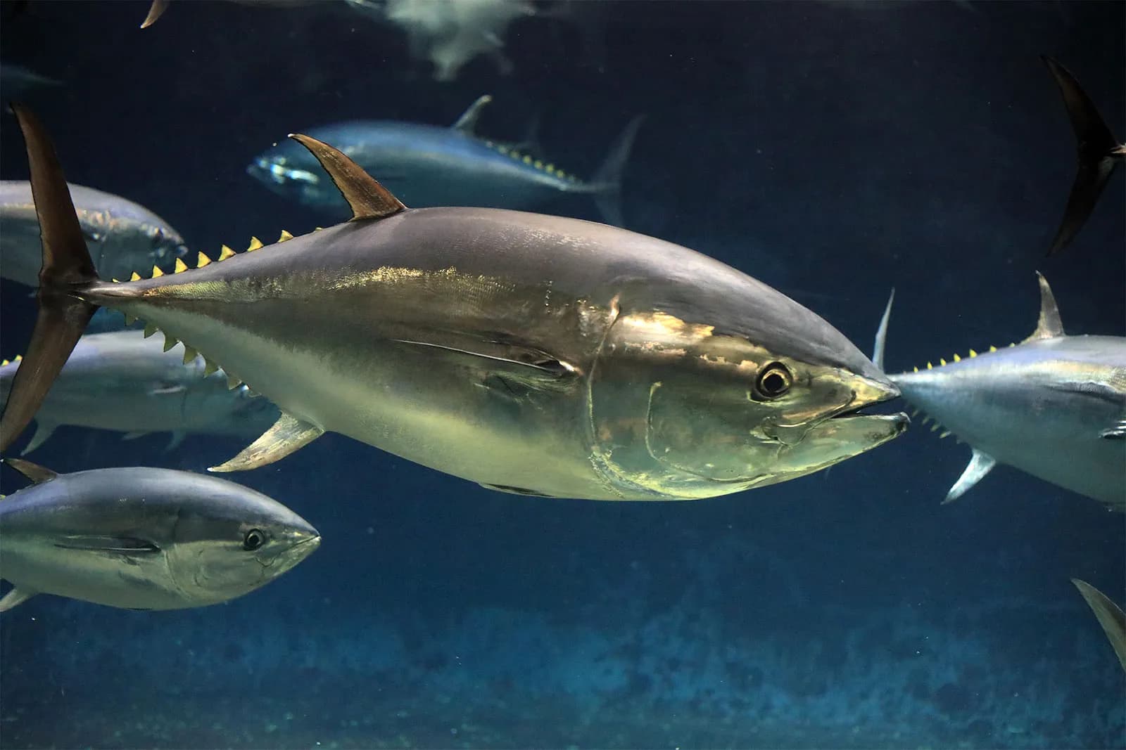 Sea Fish