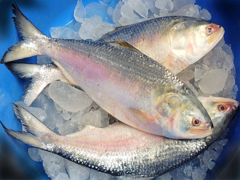Hilsa / Ilish