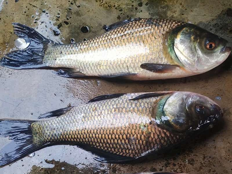 River Fish