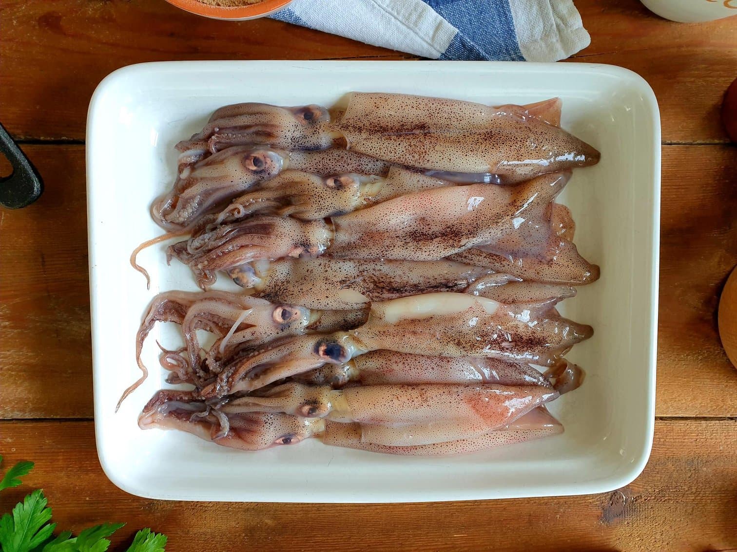 Squid