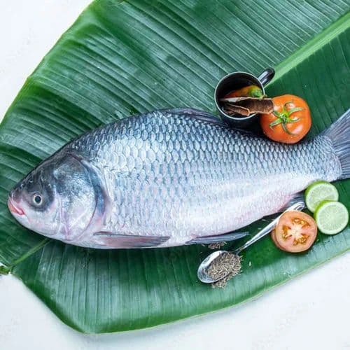 Katla( with head and tail) bengali cut 2.5-3.5 kg gross weight 