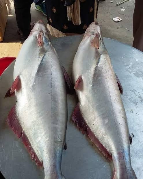Pangass Fish cut, cleaned 
