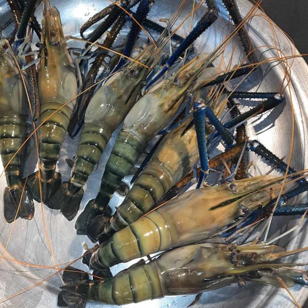 Golda chingri/pawn large each 150g-250g 