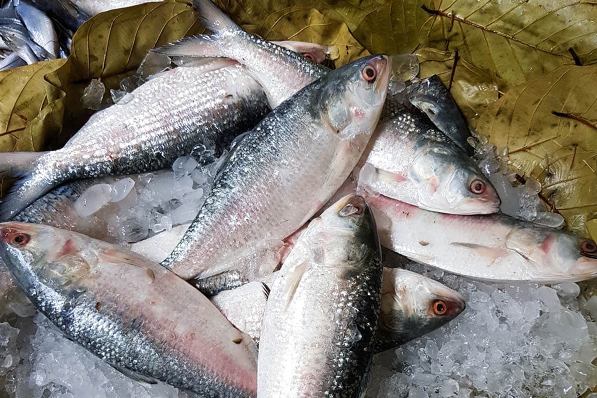 Padma illish bangladesh / hilsa whole  bengali cut 