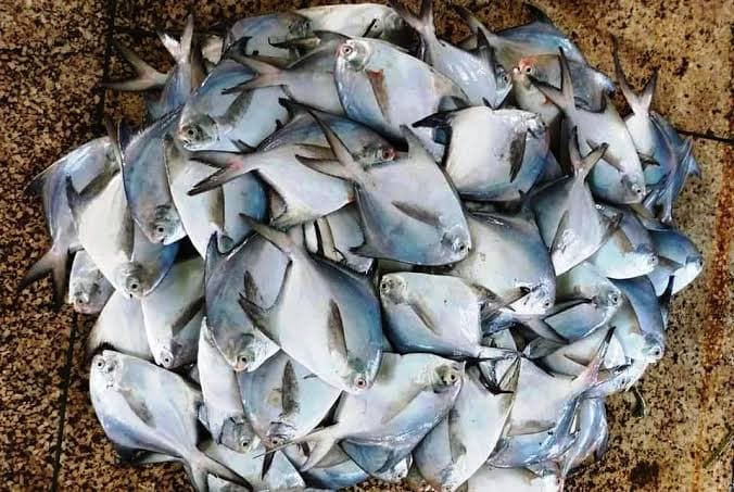 Pomfret Fish - Small size 