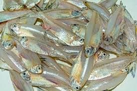 Sea Mourala Fish whole cleaned 