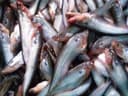 Pabda Fish - Medium Size, Whole, Cleaned ( 5-7pcs) - Image 2