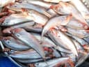 Pabda Fish - Medium Size, Whole, Cleaned ( 5-7pcs) - Image 1