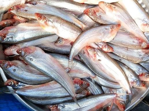 Pabda Fish - Medium Size, Whole, Cleaned ( 5-7pcs)
