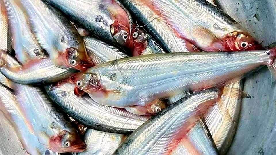 Pabda Fish - Large size, Whole, Cleaned ( 4 - 5 pcs per 250 g)