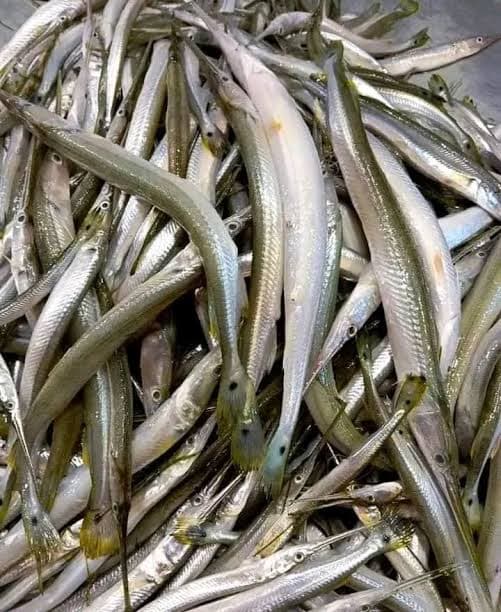 Kauwa Fish ( kaikla mach ) cut and cleaned 