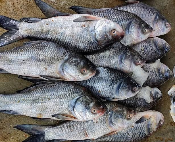 Freshwater katla Medium- whole Fish with Head ( 10-12 pcs)
