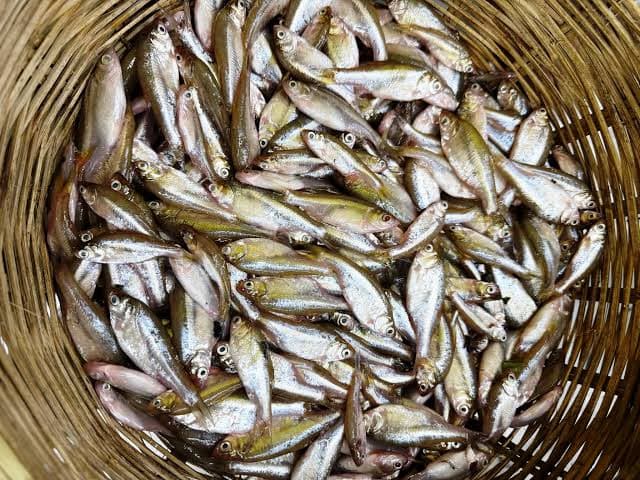 Desi Mourala Fish ( Bihar ) whole cleaned midium size 