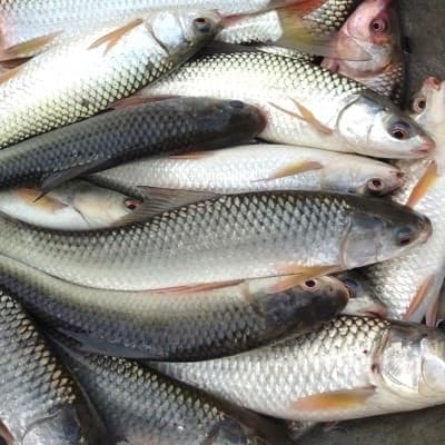 Charapona Fish- Whole, Cleaned 