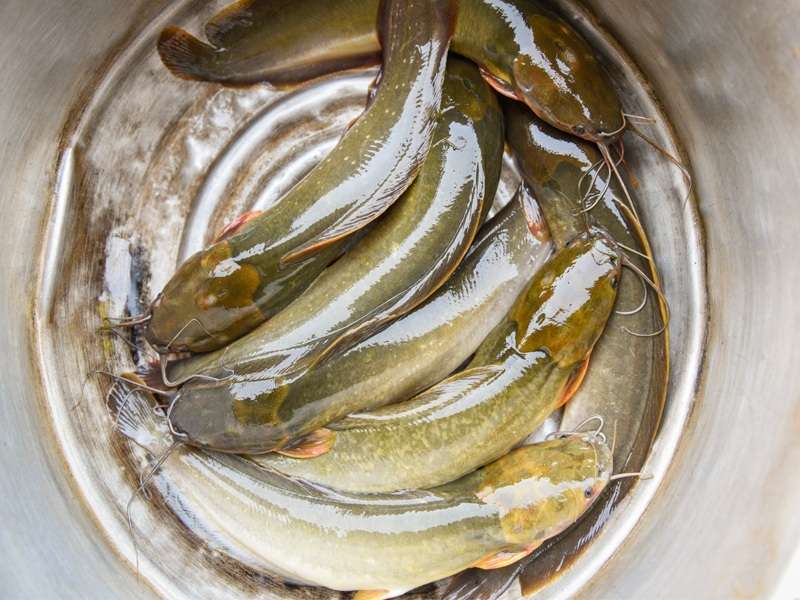 Desi magur fish 