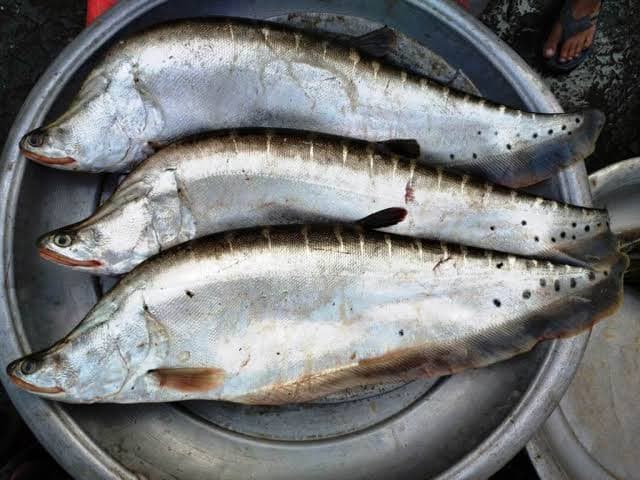 Fresh fish