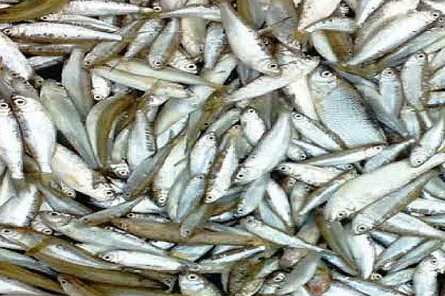 Small Fish