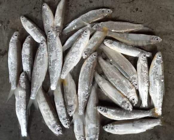 Boroli Fish ( gajoldoba) Cut and cleaned Medium Size 