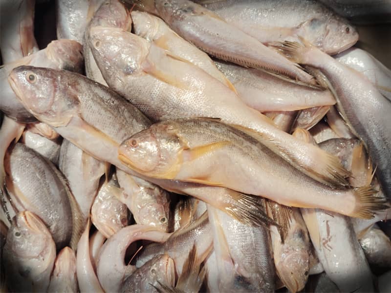 Bhola Fish midium size Whole Cleaned 