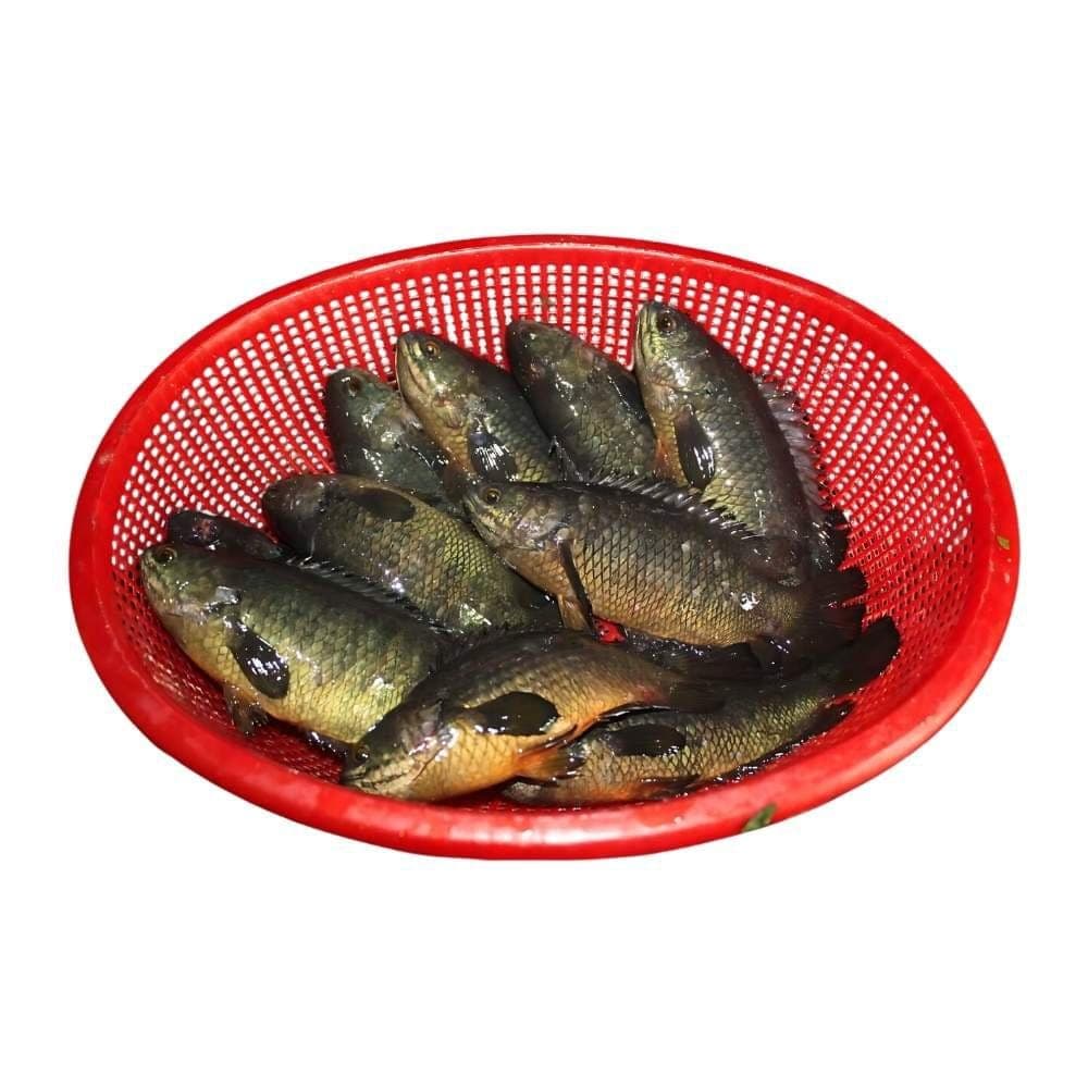  Local Koi Fish - whole cleaned midium size 