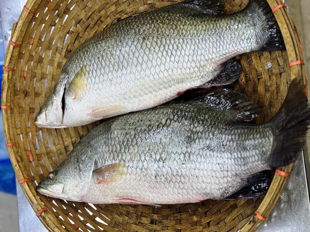 Bhetki Fish-Large size , curry cut with no head (10 kg- 15 kg) 