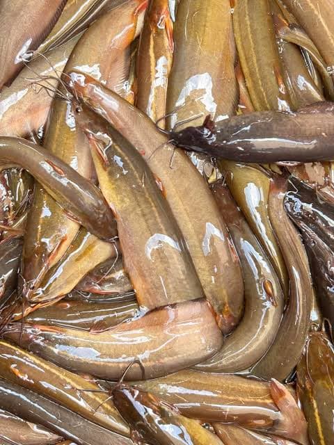  Local Shing Fish Whole, Cleaned 