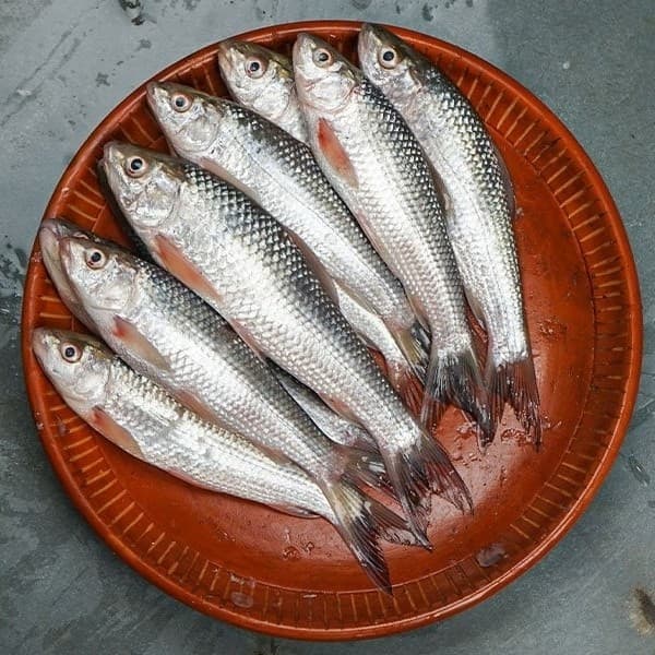  Local Bata Fish- Whole Cleaned 