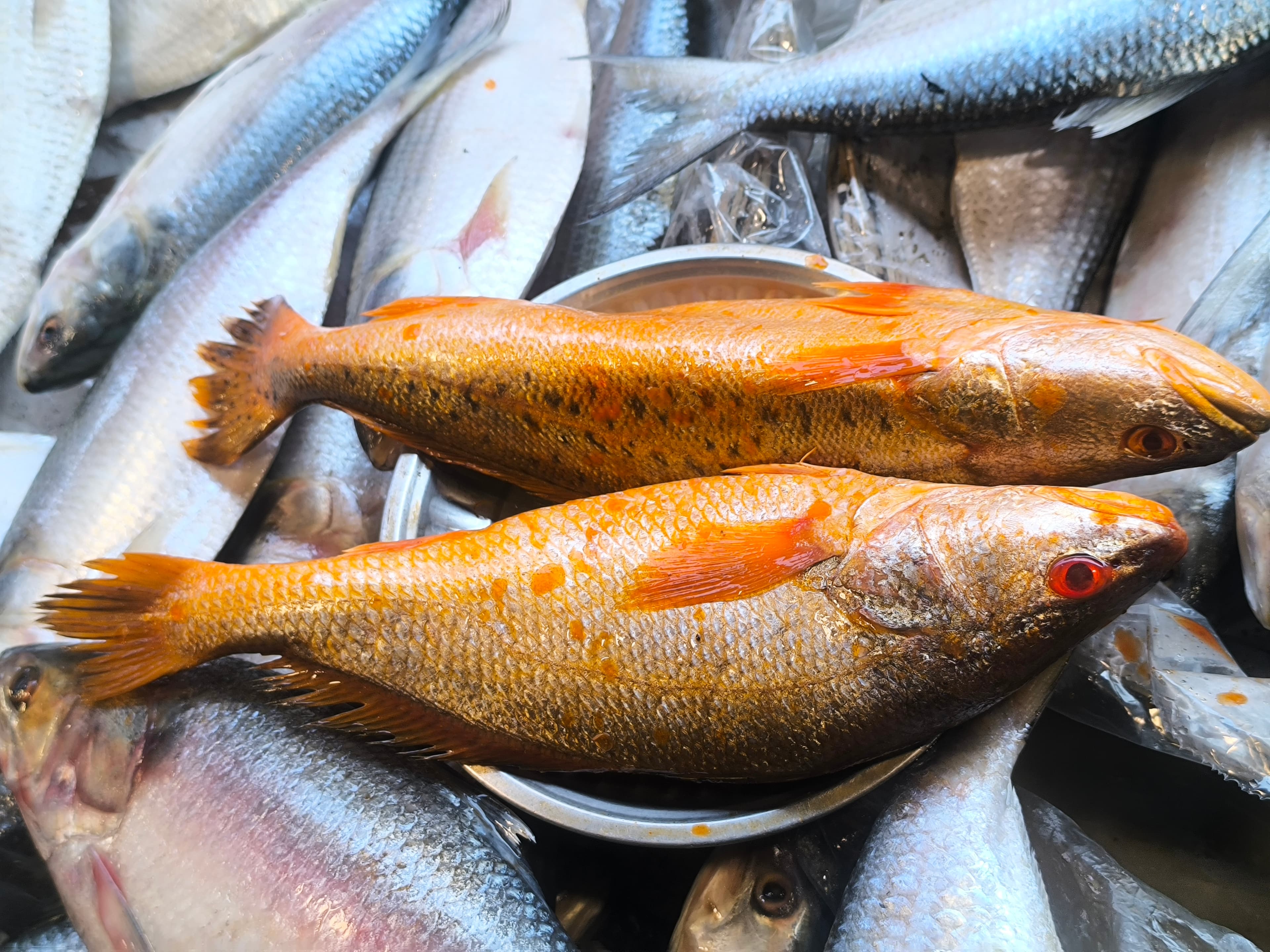 Bhola Fish large size Whole Cleaned 