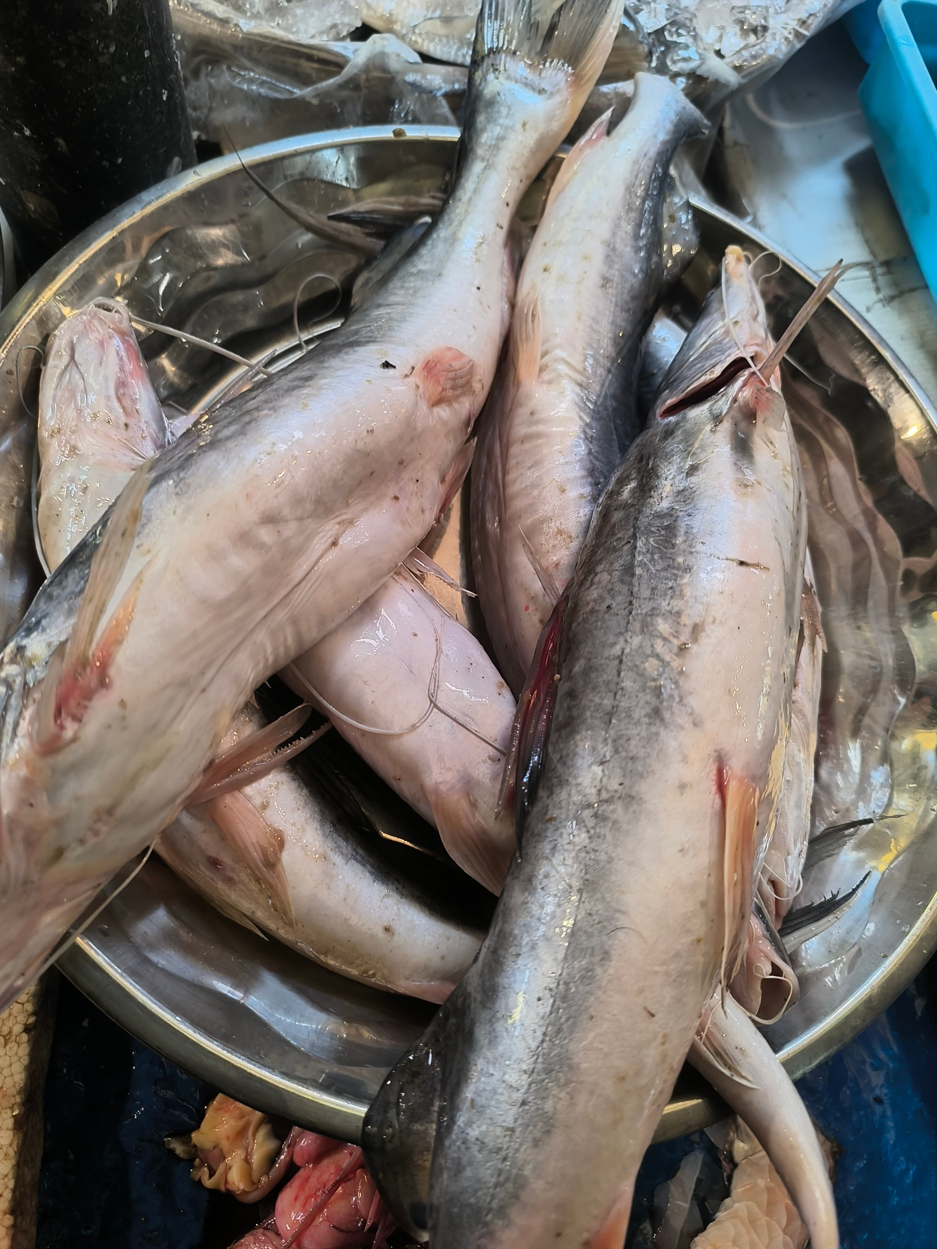 Aar ( Ayr) Fish- Whole, Cut, Cleaned 
