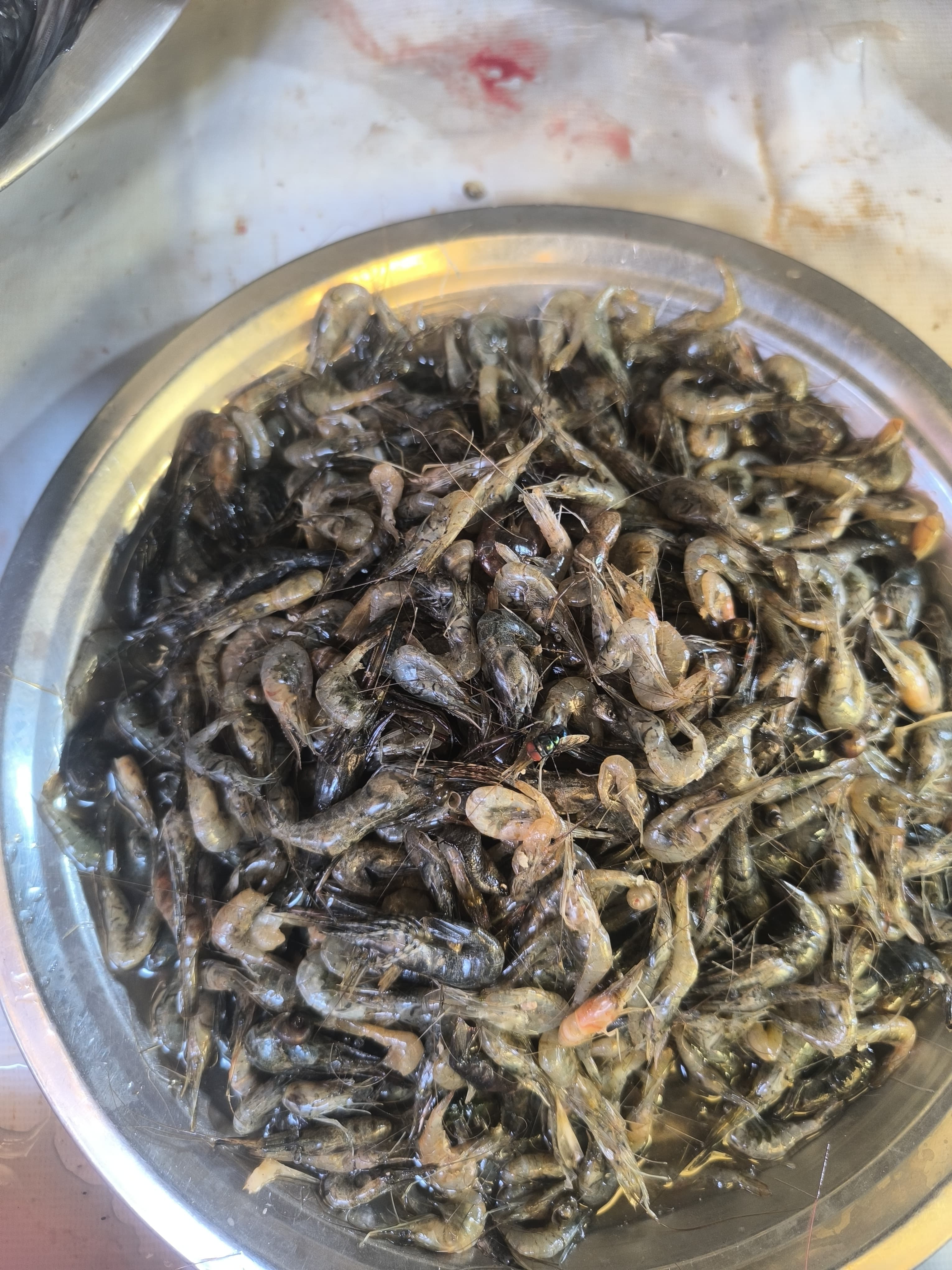 Local pawn ( kucho chingri) gajoldoba 