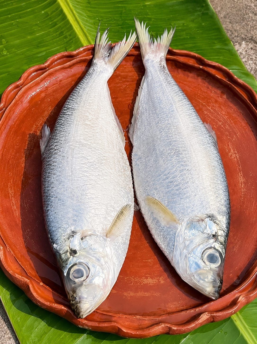Dhela Fish - Whole Cleaned,cut 