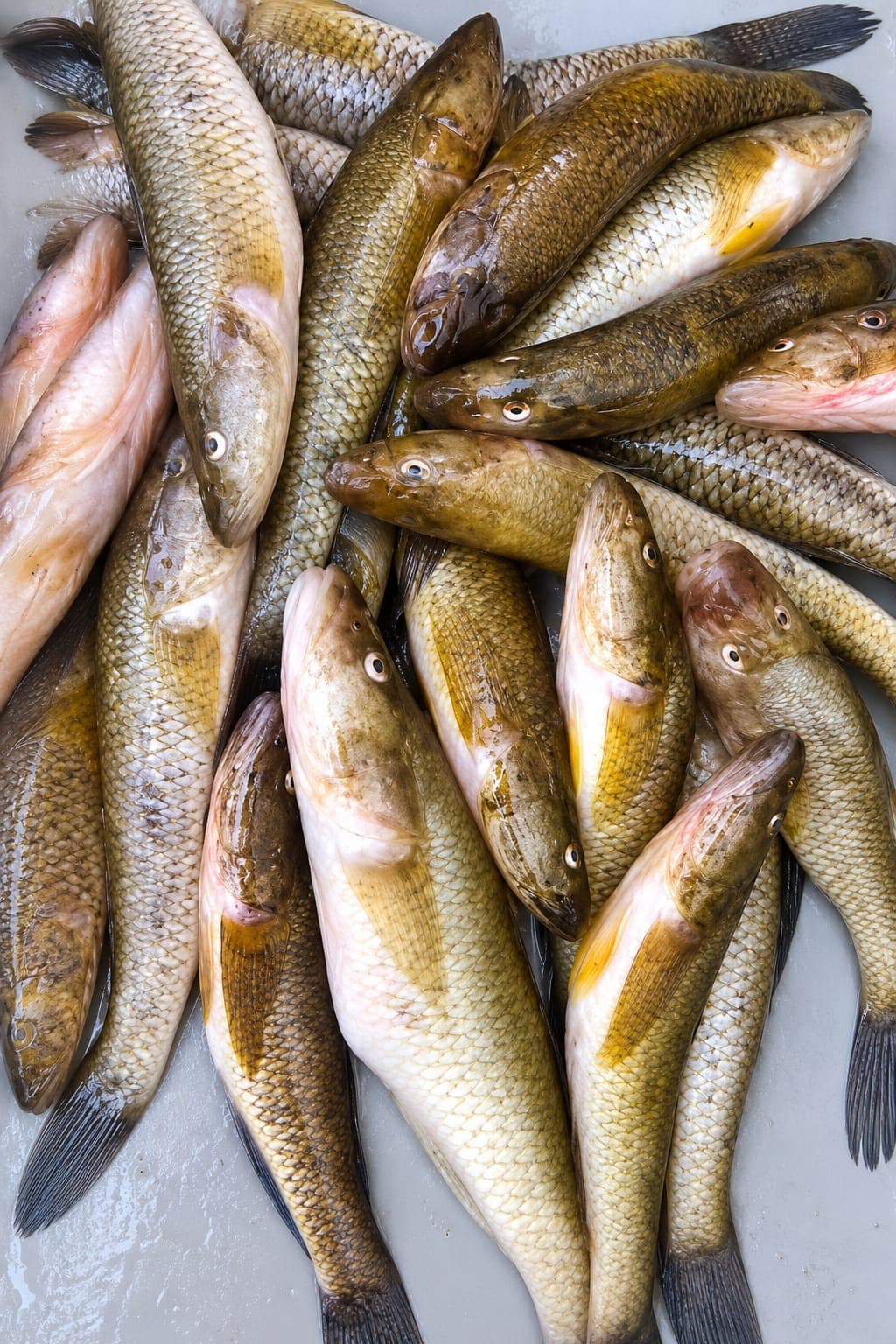 Goby Fish ( Bele Mach)  Medium-whole Cleaned cutting charge free