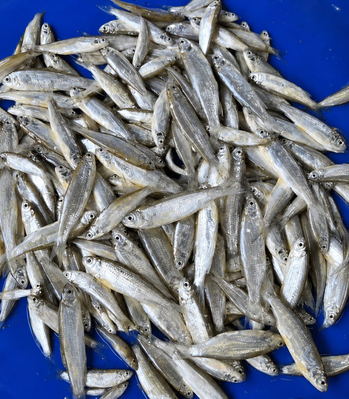 Boroli 