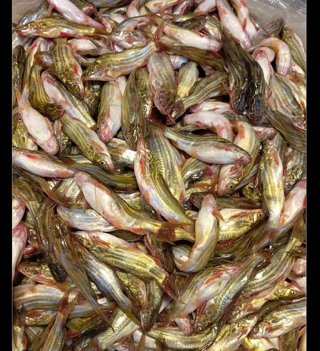 Local Tengra Fish ( Bihar) whole cleaned midium size 