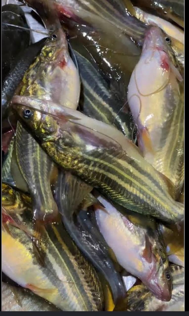 Local Tengra Fish (Bihar) whole ,cleaned cut Large size 