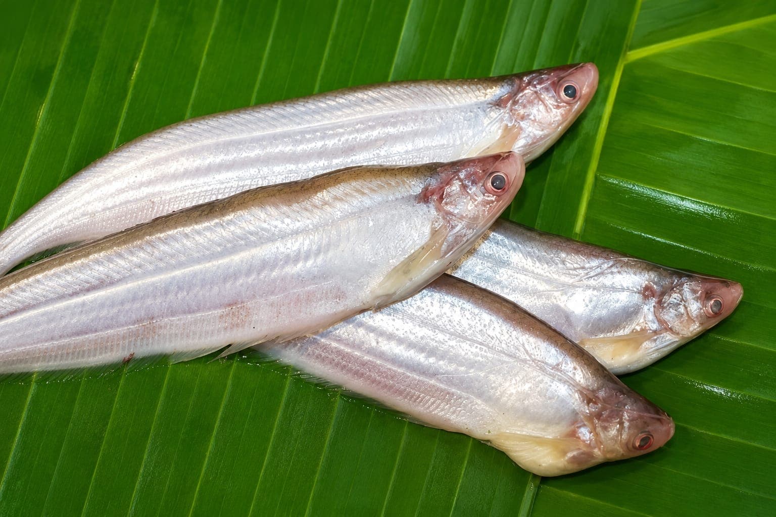 Kajoli Fish Large-size Whole Cleaned 
