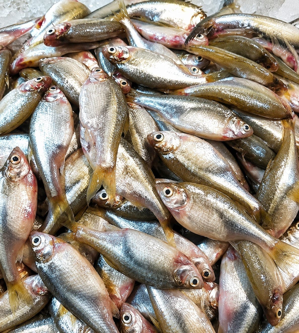 Desi Mourala Fish ( Bihar )whole,cleaned large size 