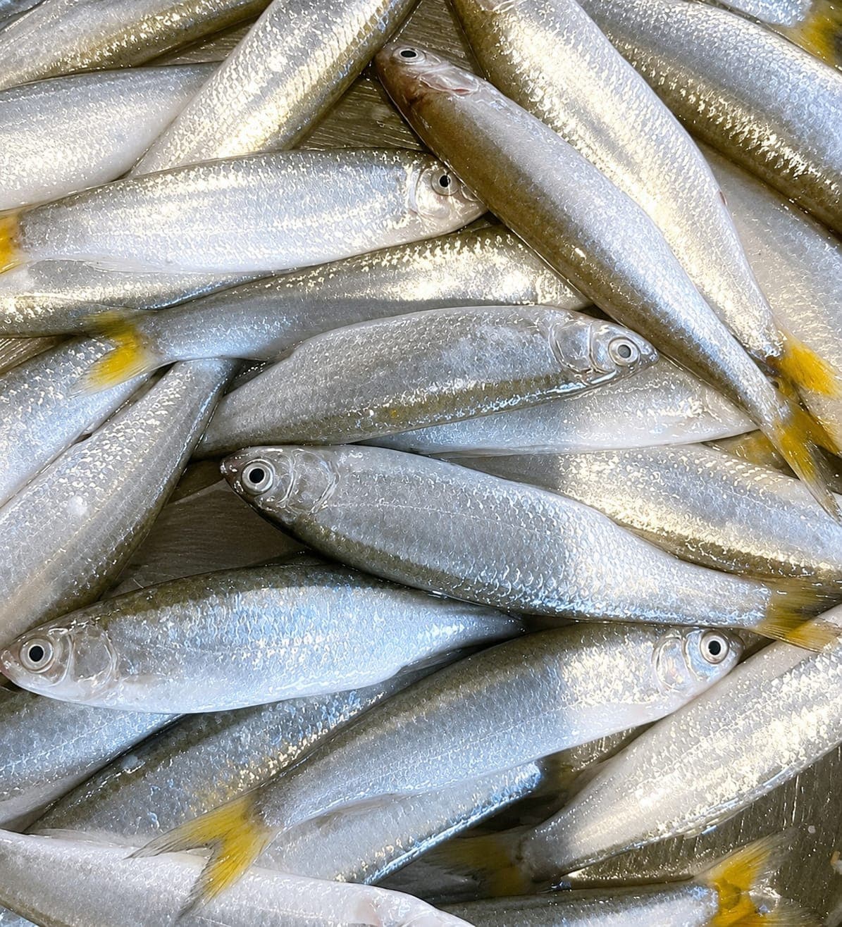 Boroli Fish  ( gajoldoba) cut and cleaned  large size 
