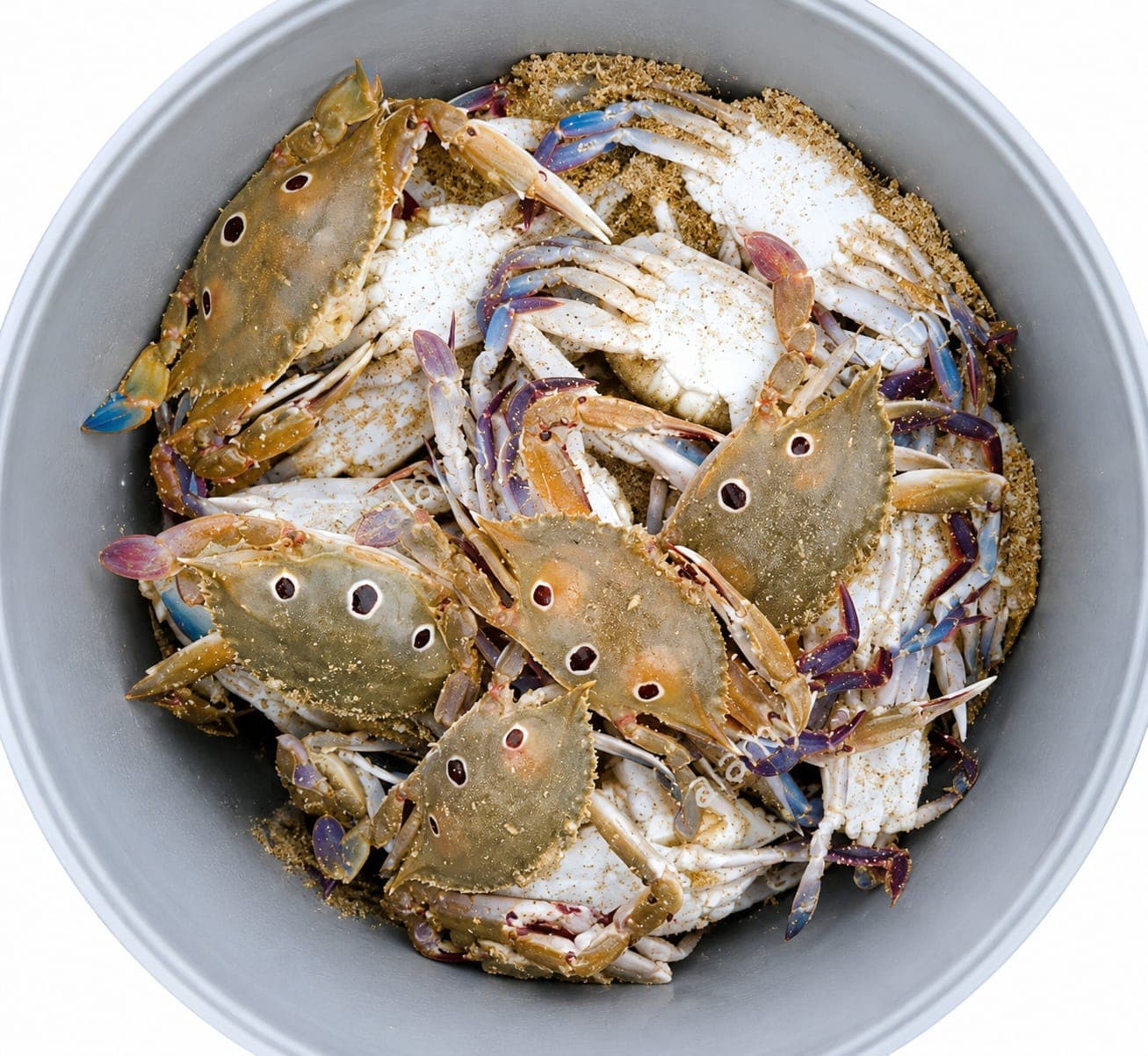 Sea Crab 