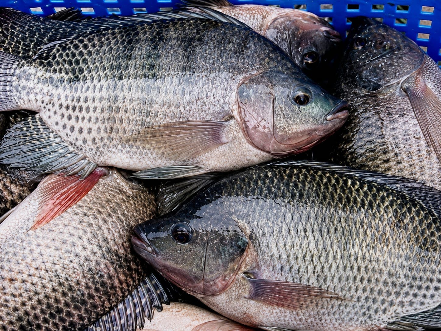 Tilapia medium size cut , cleaned 