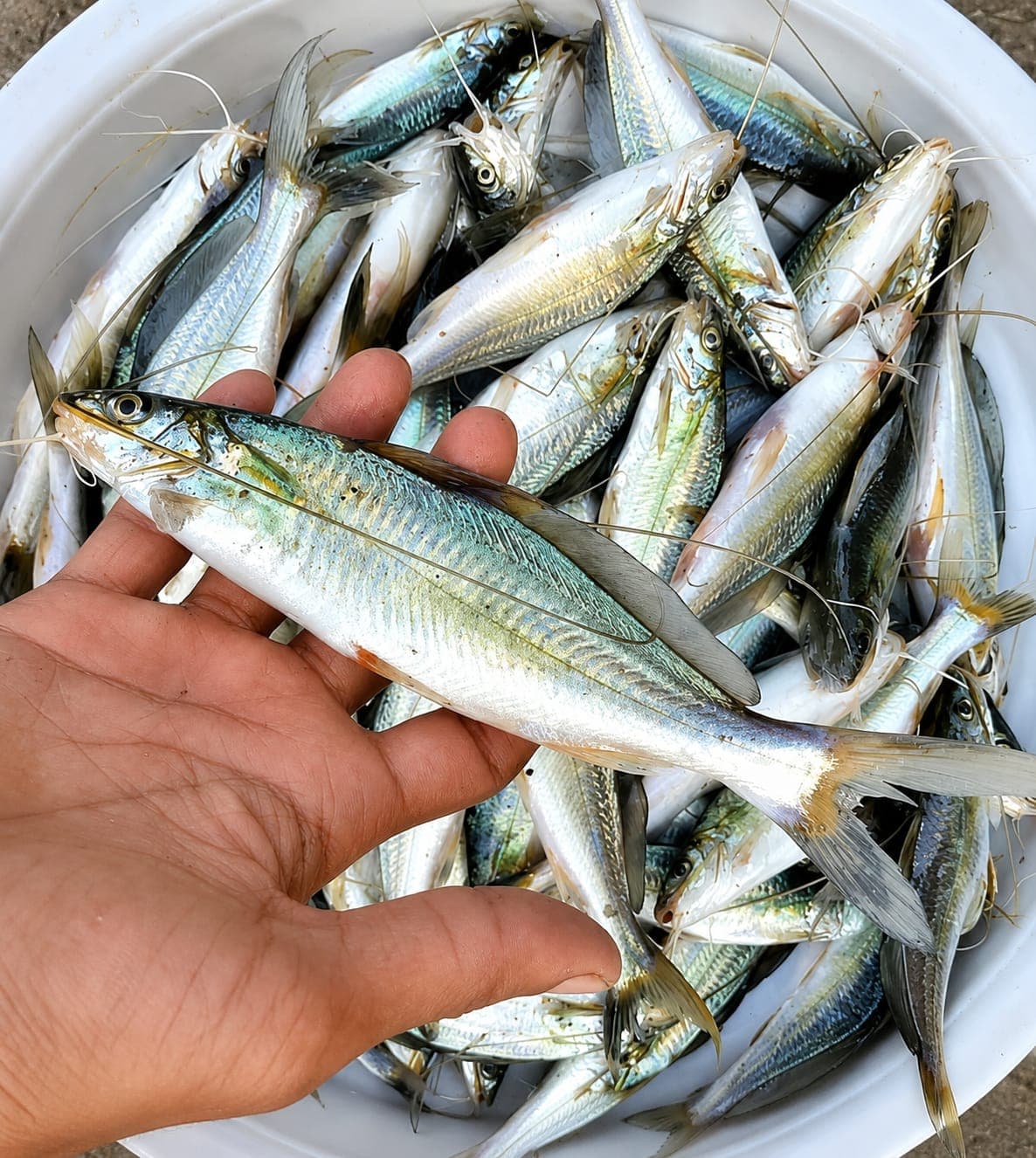 Golsha tengra (Bihar) whole,cleaned cut Large size 