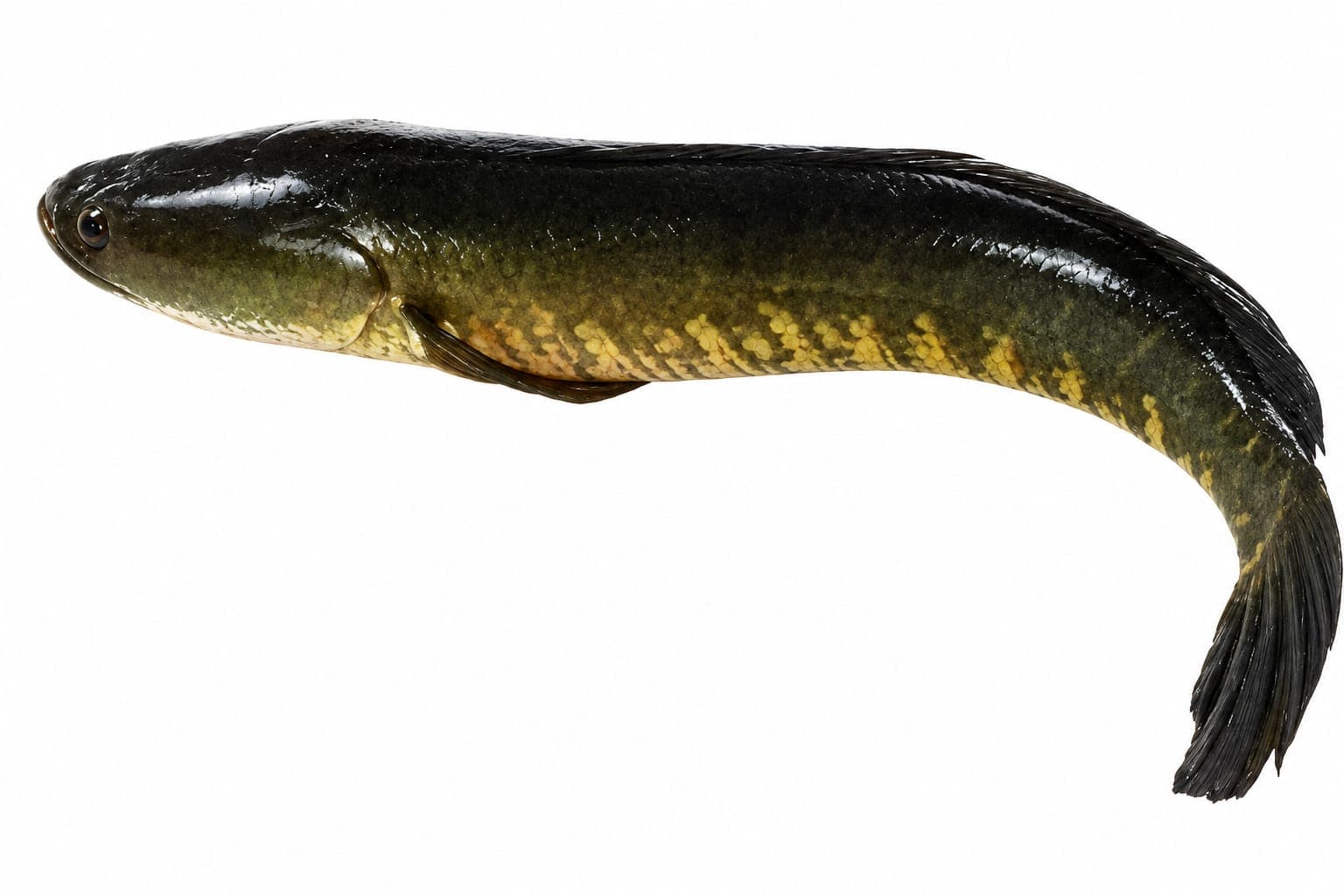 Shol Fish - Large size, Whole Cleaned 