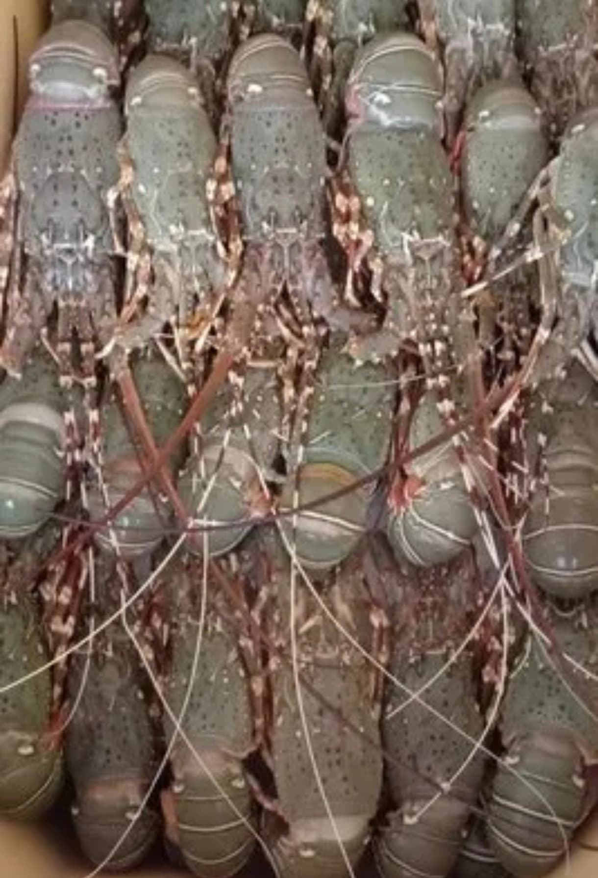Lobster ( crayfish)