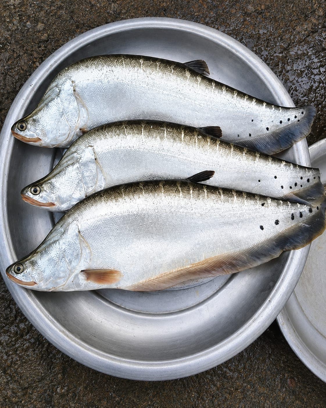 Chitol whole Fish cleaned & cut in gada and peti piece 