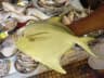 Extra Large Pomfret 