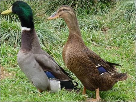 Local Duck