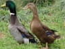Local Duck