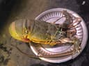 Lobster ( crayfish) - Image 2