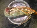 Lobster ( crayfish) - Image 1
