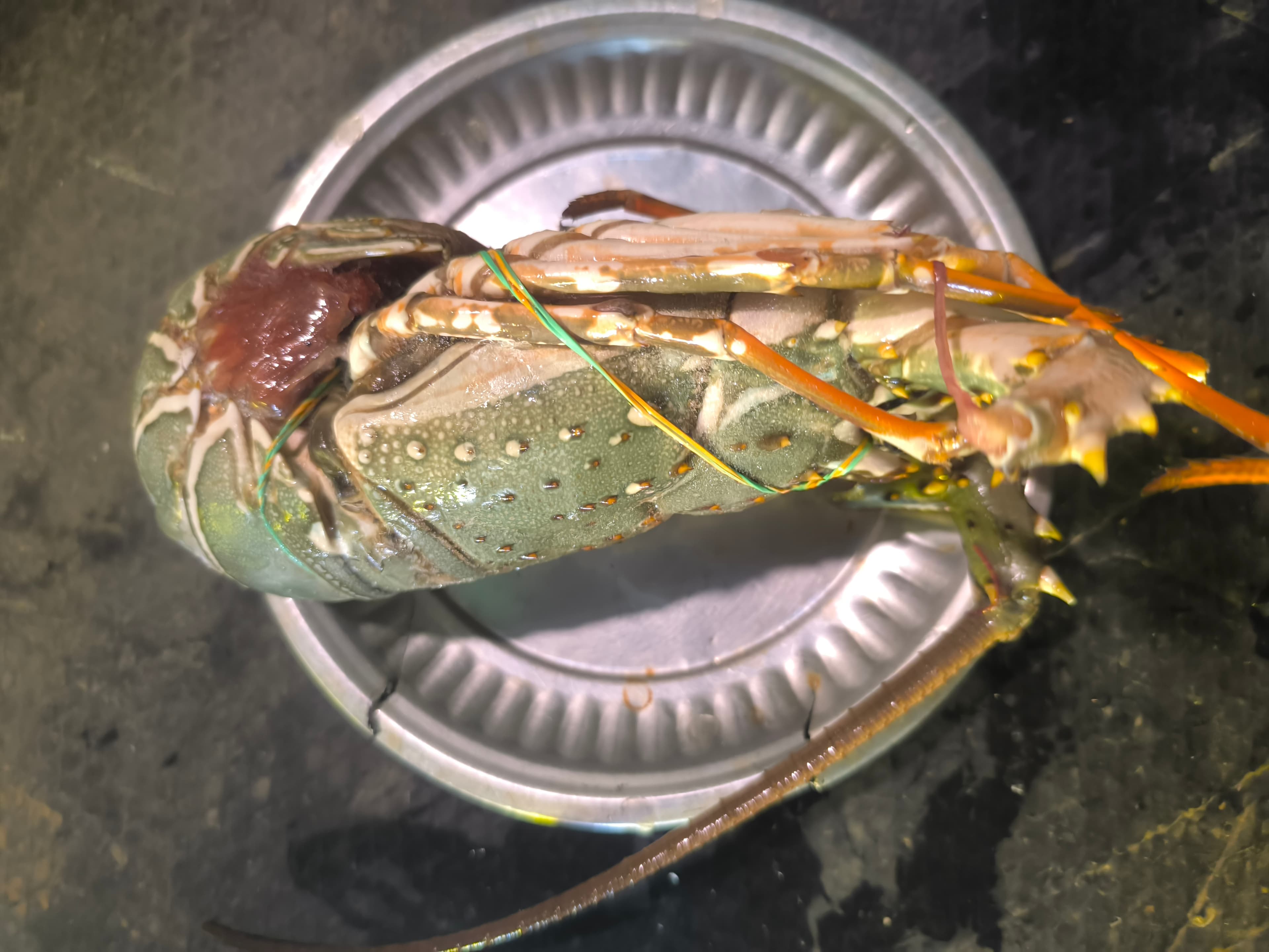 Lobster ( crayfish)